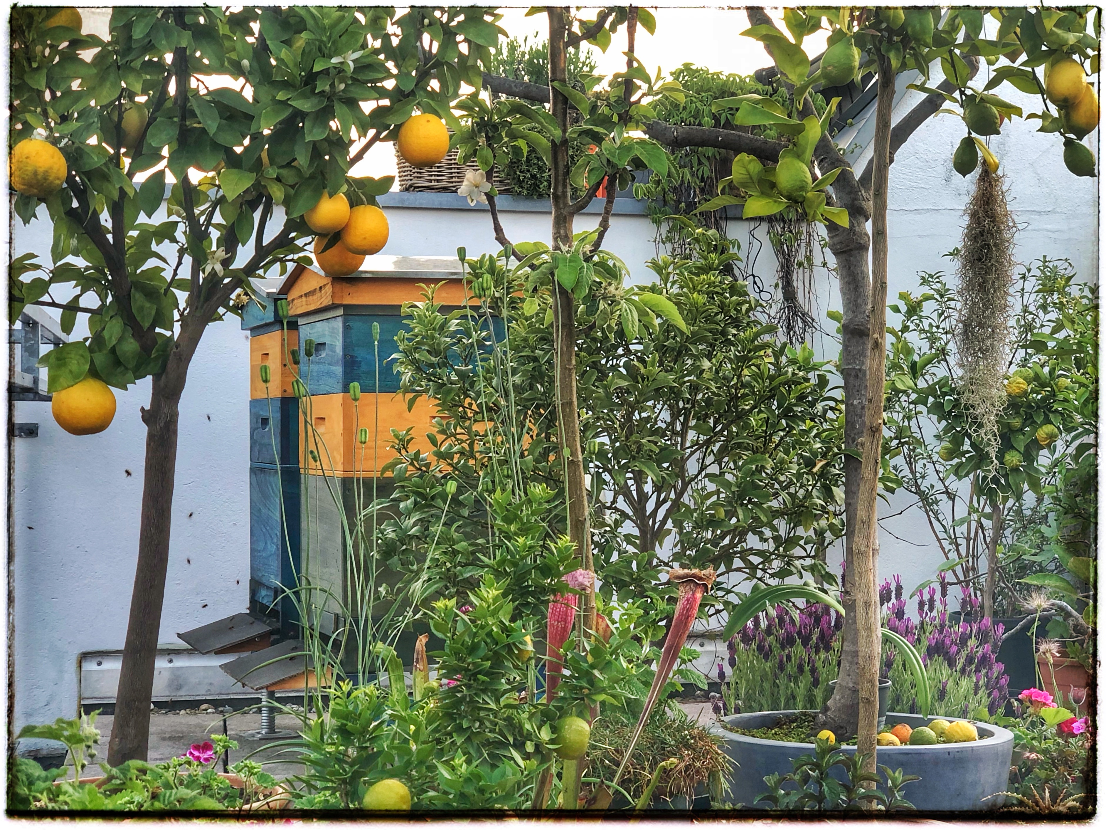 Blick durch verschiedene Zitruspflanzen auf zwei Bienenvölker. 