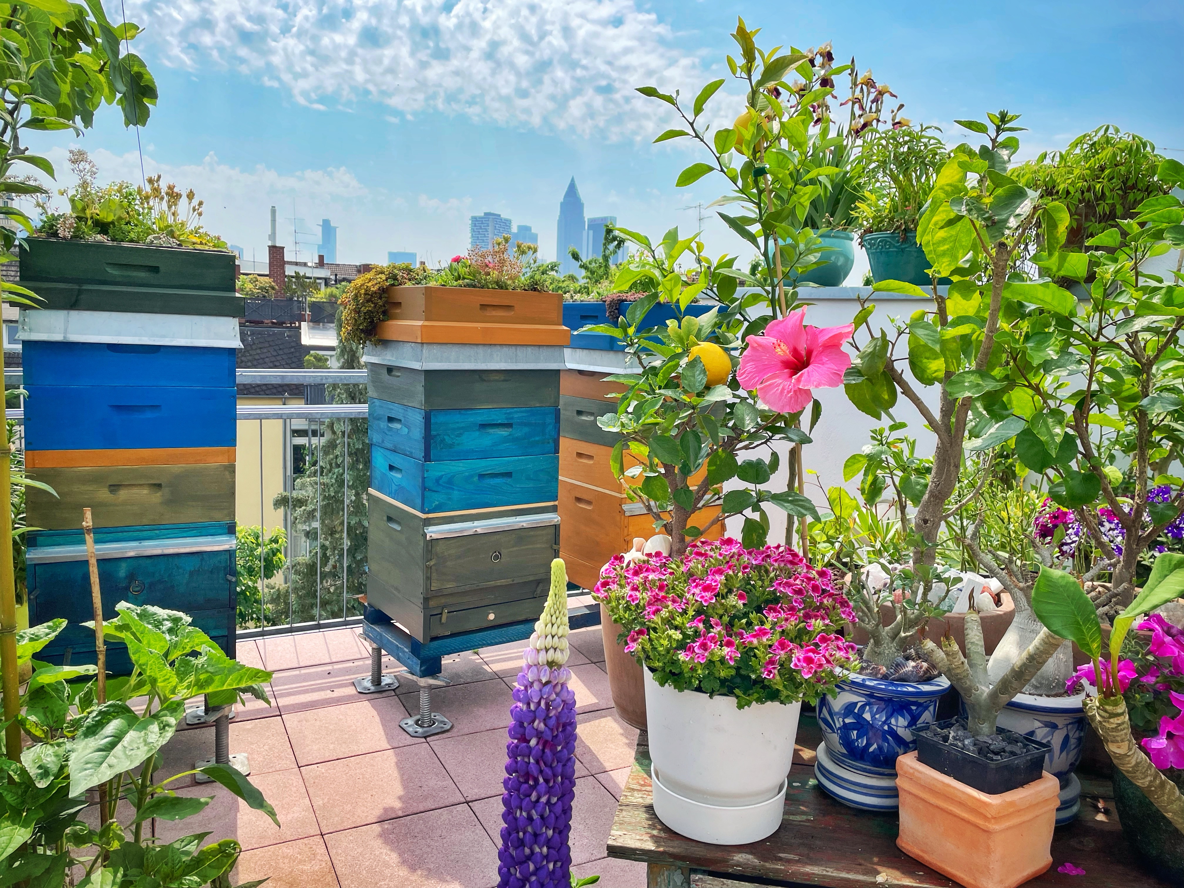 Bienenvölker auf der Dachterrasse vor der Frankfurter Skyline. 