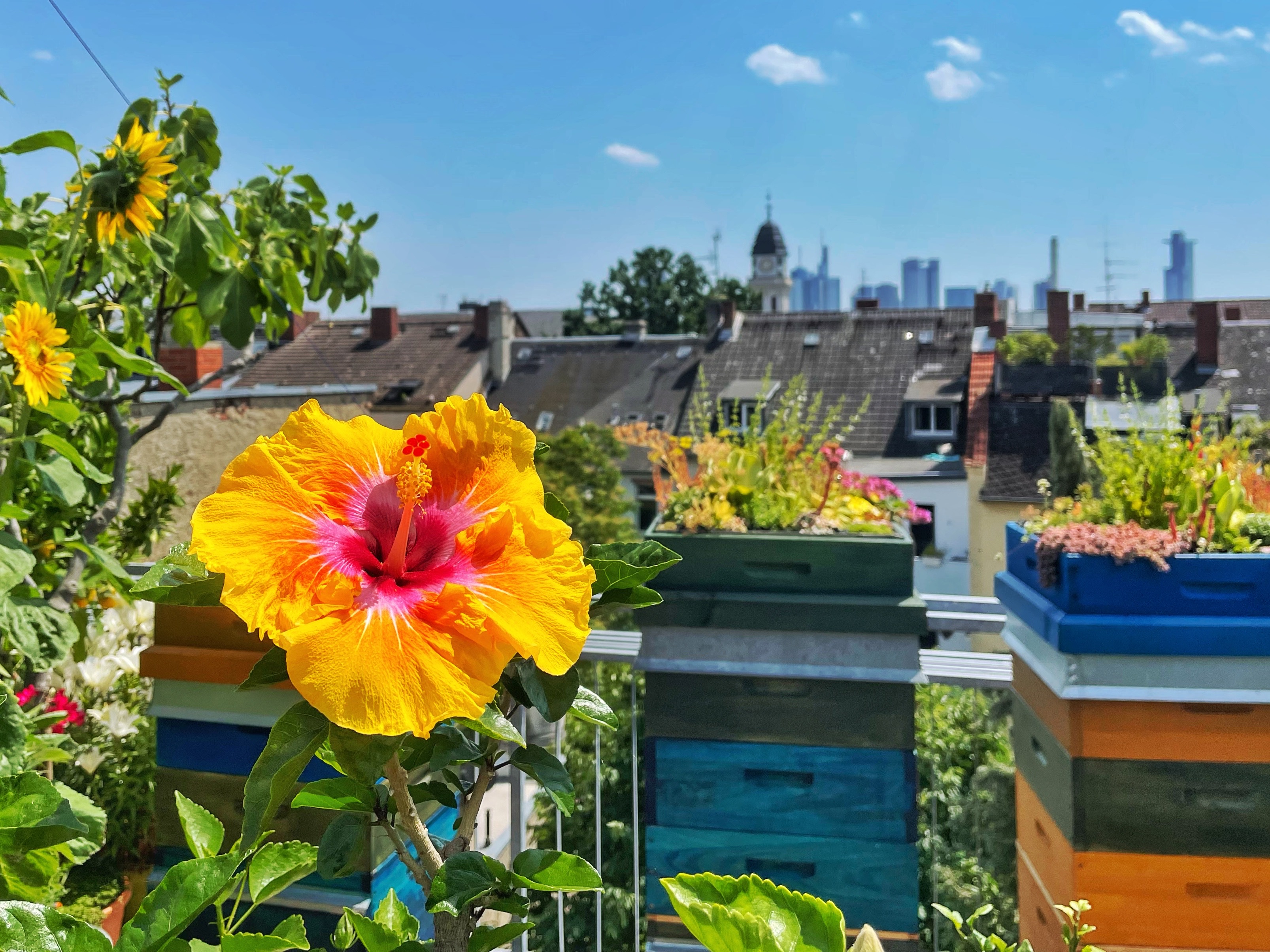 Bienenvölker auf der Frankfurter Dachterrasse zwischen sommerlichen Blumen. 
