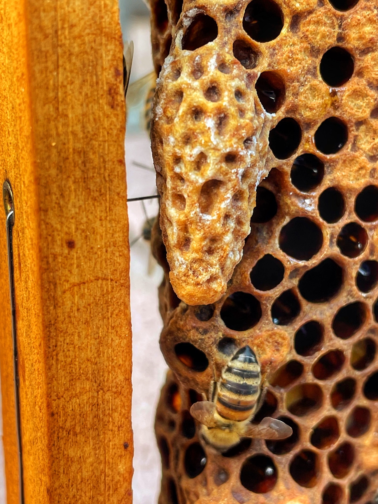 Weiselzelle kurz vorm Schlüpfen der Königin