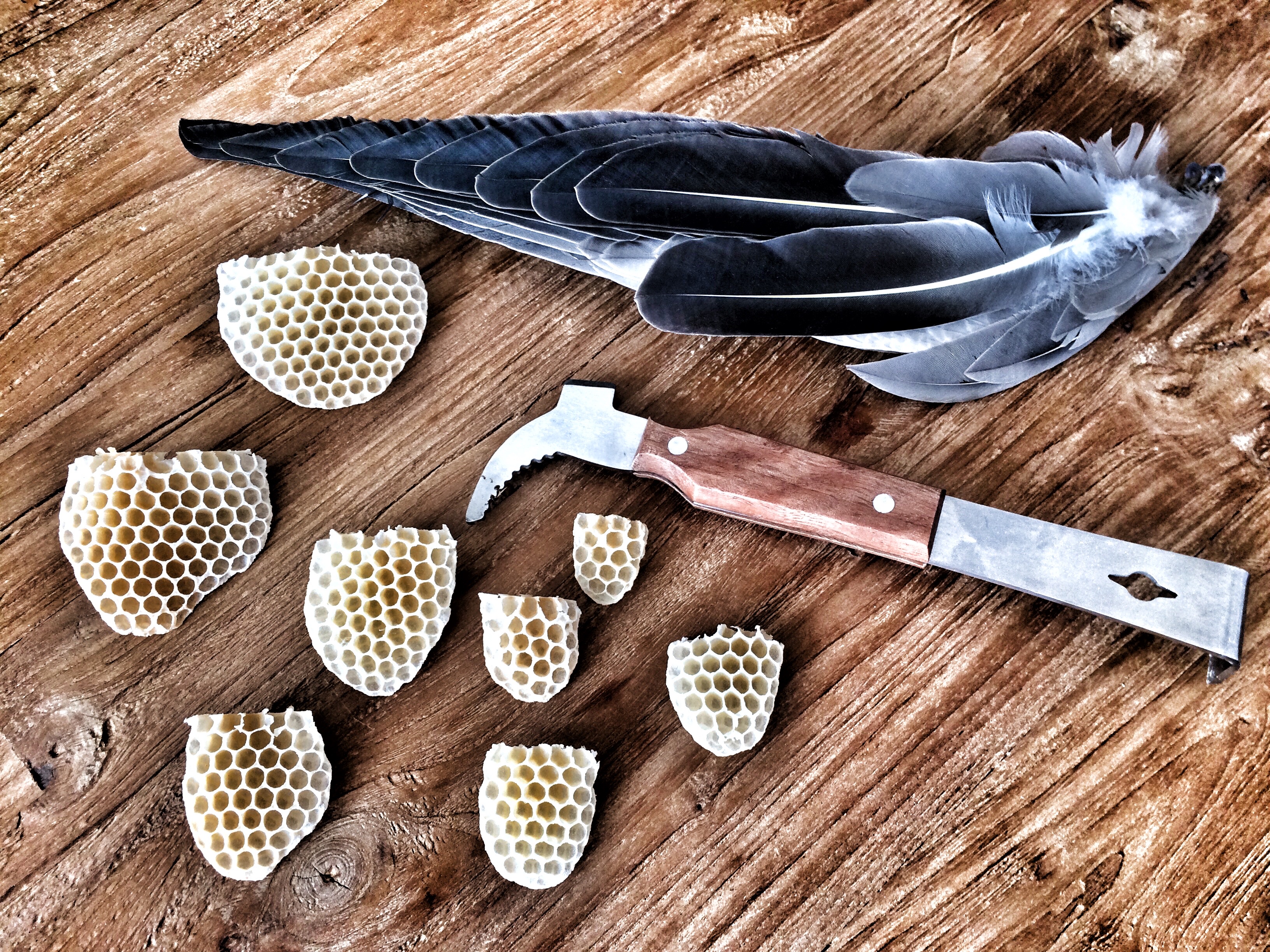Entfernte Drohnenwaben und Imkergerät (Stockmeißel und Gänseflügel)