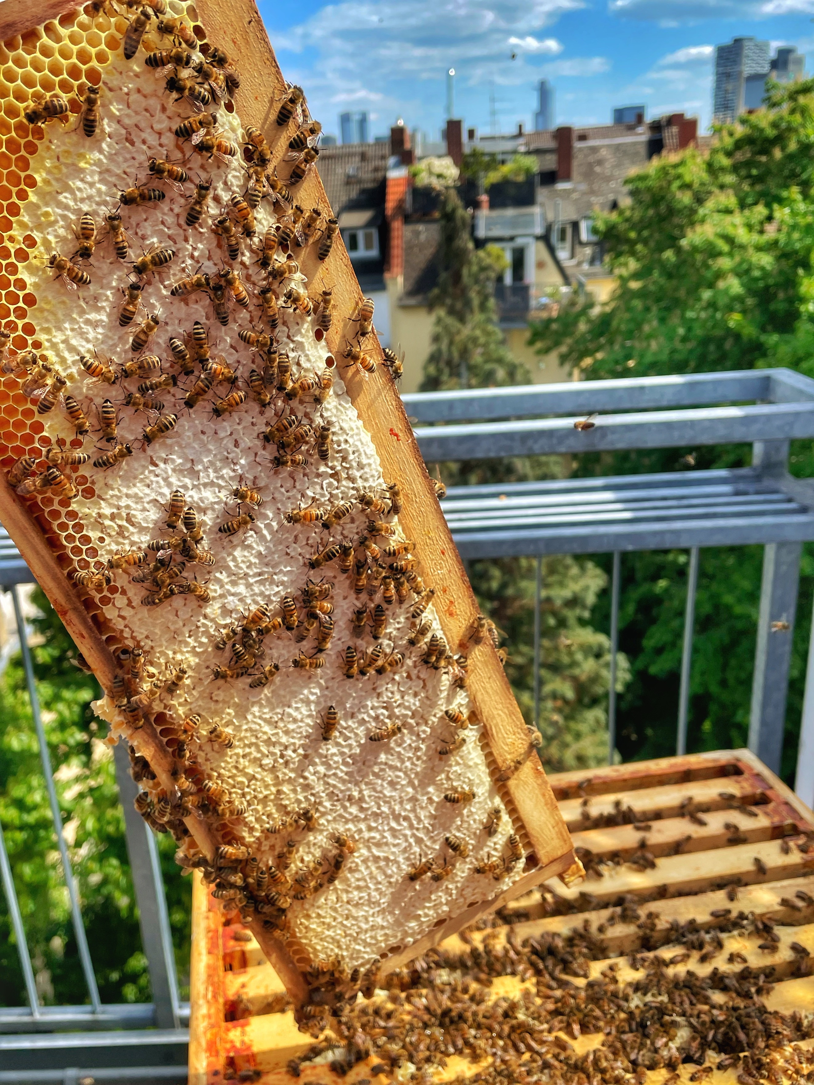 Honigwabe mit bereits verdeckeltem (reifen) Honig